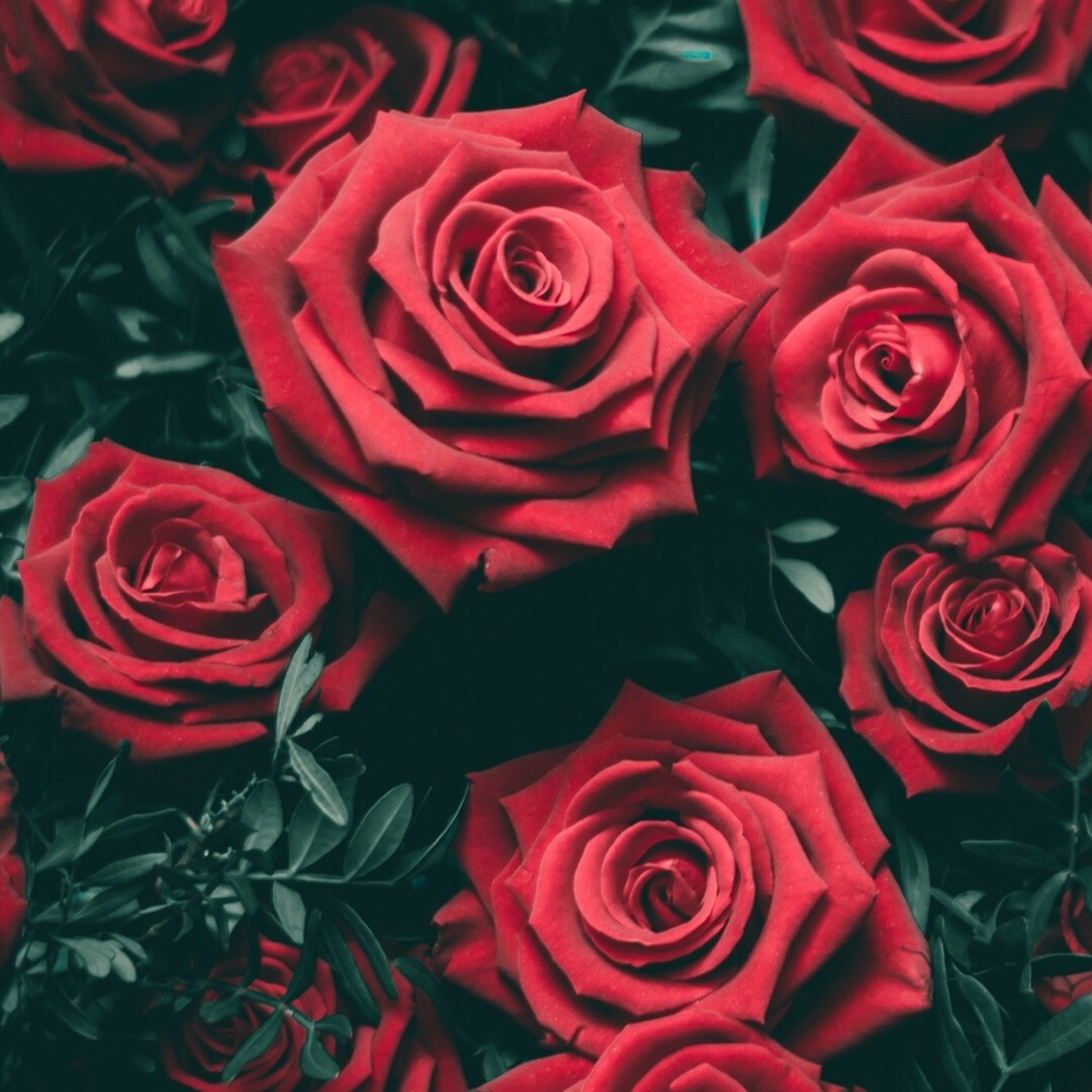 Meet your Posher, Negin